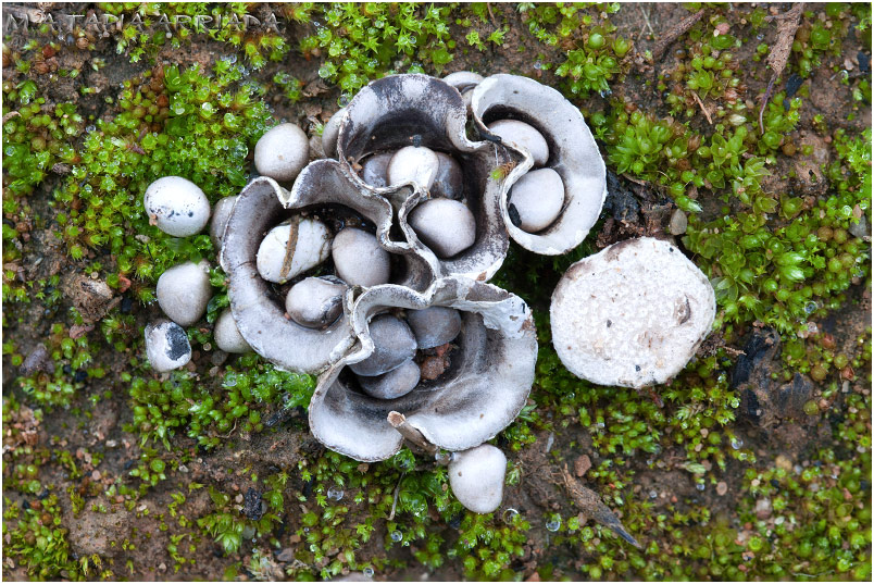 Cyathus olla photo 2