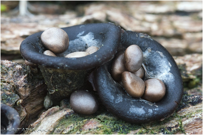 Cyathus olla photo 4