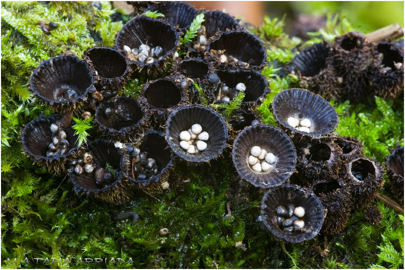 Cyathus striatus photo 1