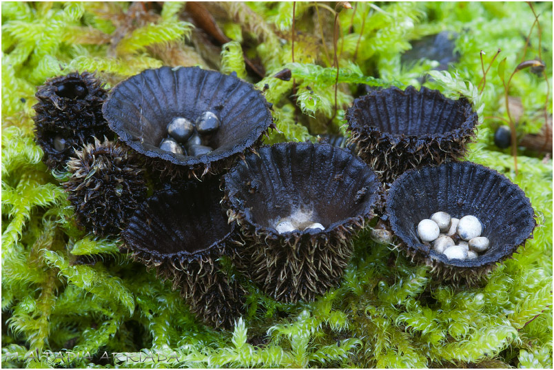 Cyathus striatus photo 2
