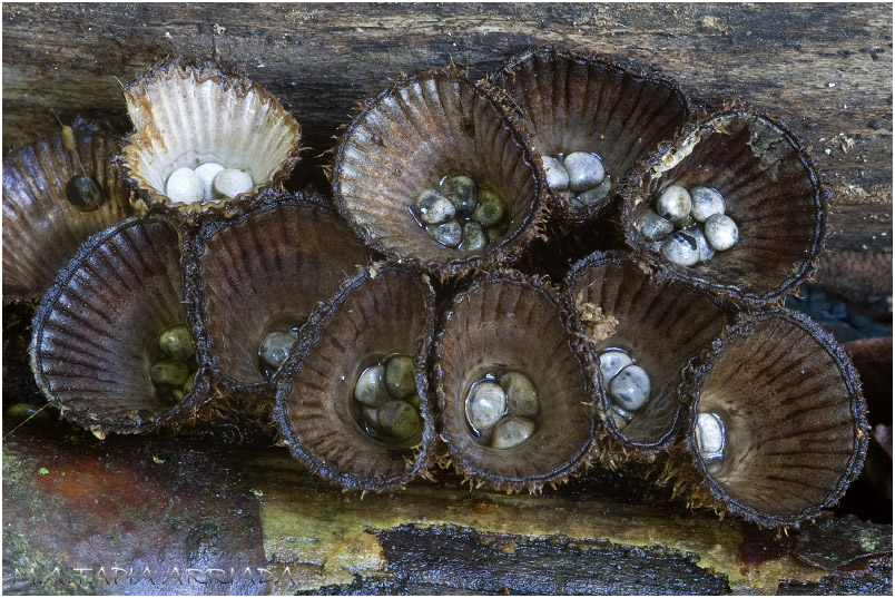 Cyathus striatus photo 3