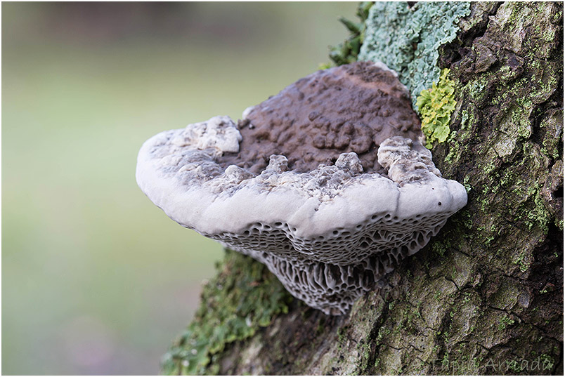 Daedaleopsis nitida photo 2