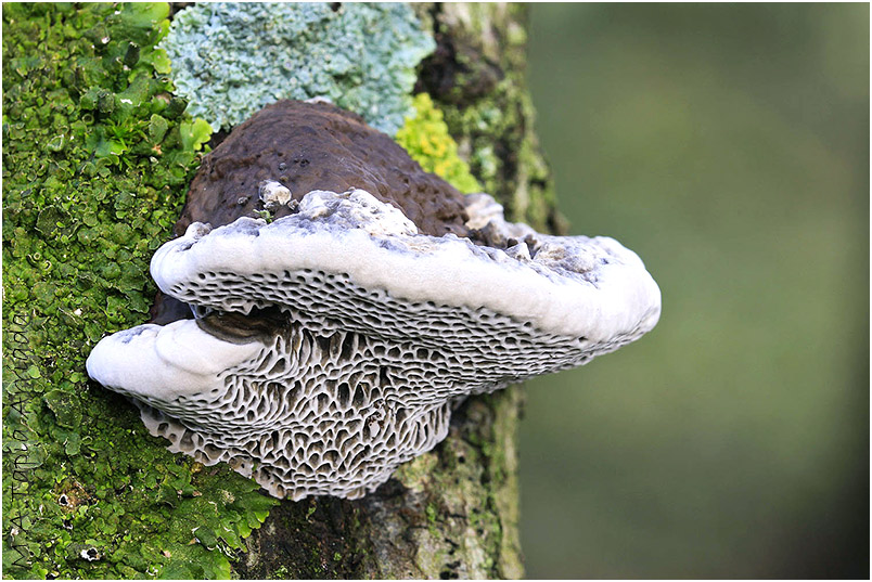 Daedaleopsis nitida photo 3