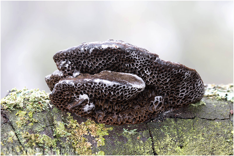 Daedaleopsis nitida photo 4