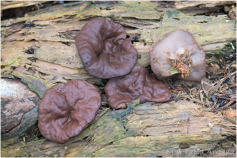 Discina ancilis photo 1