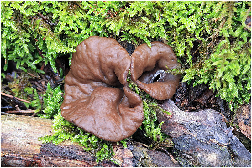 Discina ancilis photo 2