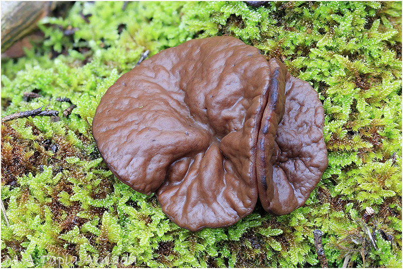 Discina ancilis photo 3