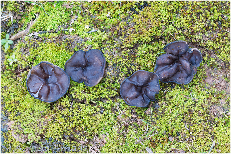 Discina melaleuca photo 1
