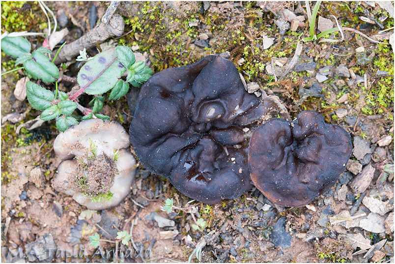 Discina melaleuca photo 2