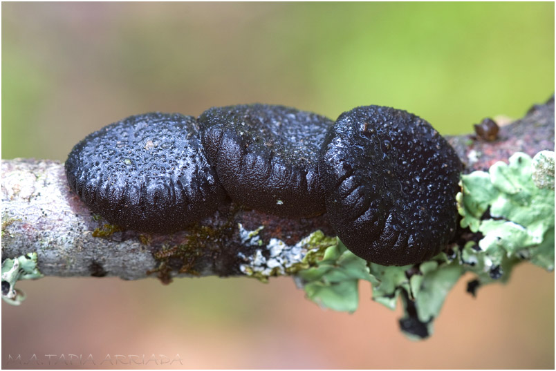 Exidia truncata photo 1