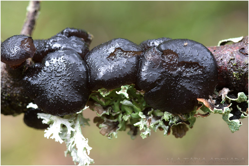 Exidia truncata photo 2