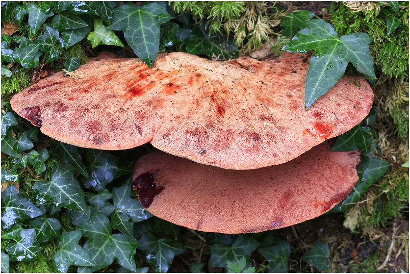 Fistulina hepatica photo