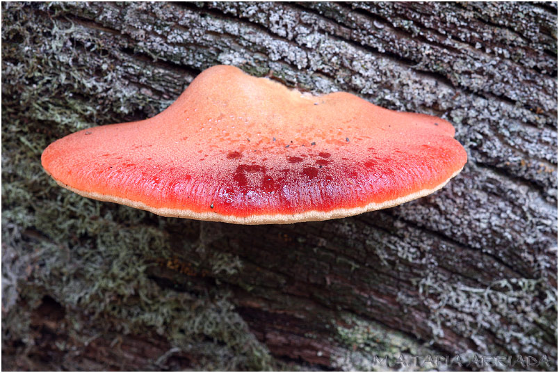 Fistulina hepatica photo 1
