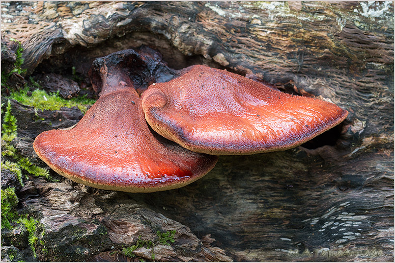 Fistulina hepatica photo 3