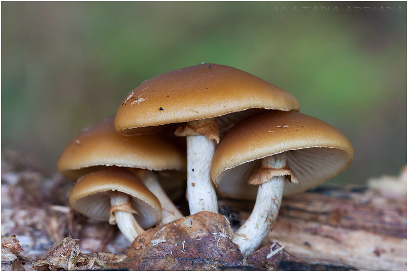 Galerina marginata photo 2