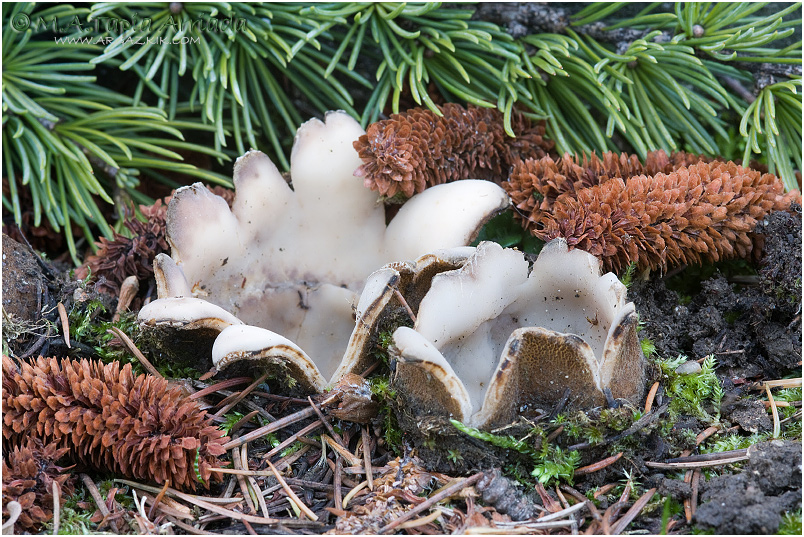 Geopora sumneriana photo 1