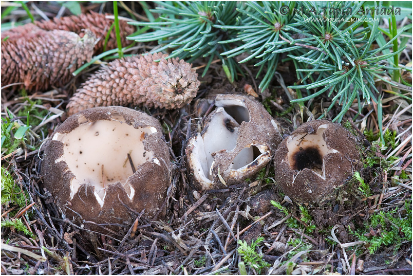 Geopora sumneriana photo 2