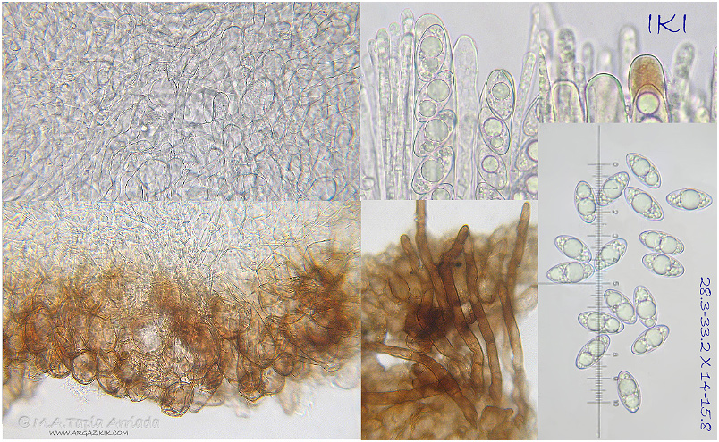 Geopora sumneriana photo 3