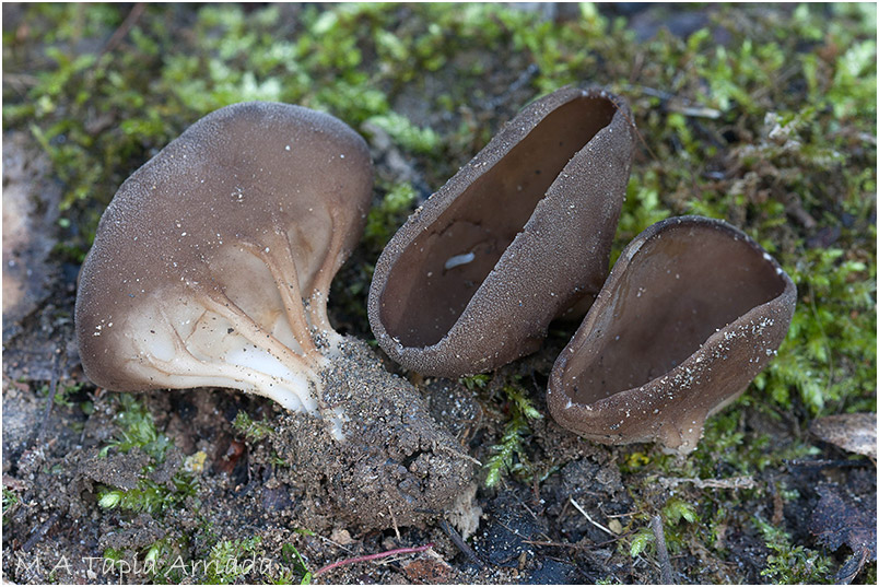Helvella acetabulum photo 2
