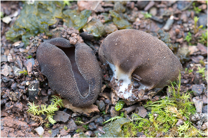 Helvella acetabulum photo 3