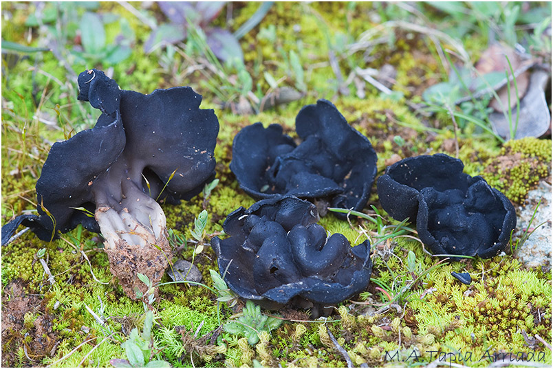 Helvella acetabulum photo 1