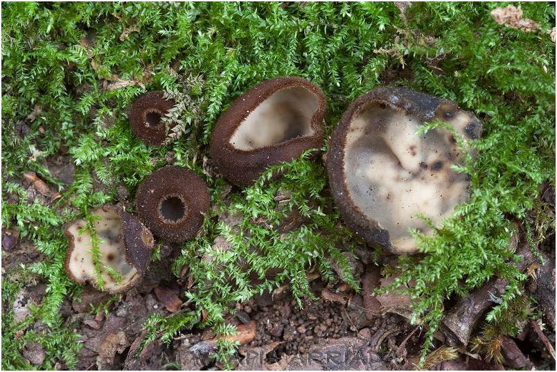 Humaria hemisphaerica photo 2