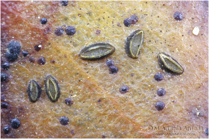 Hypoderma ilicinum photo 1