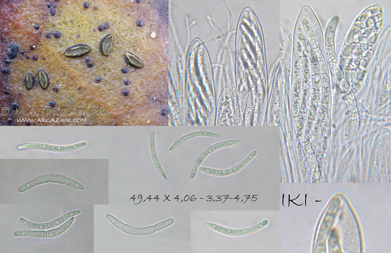 Hypoderma ilicinum photo 2