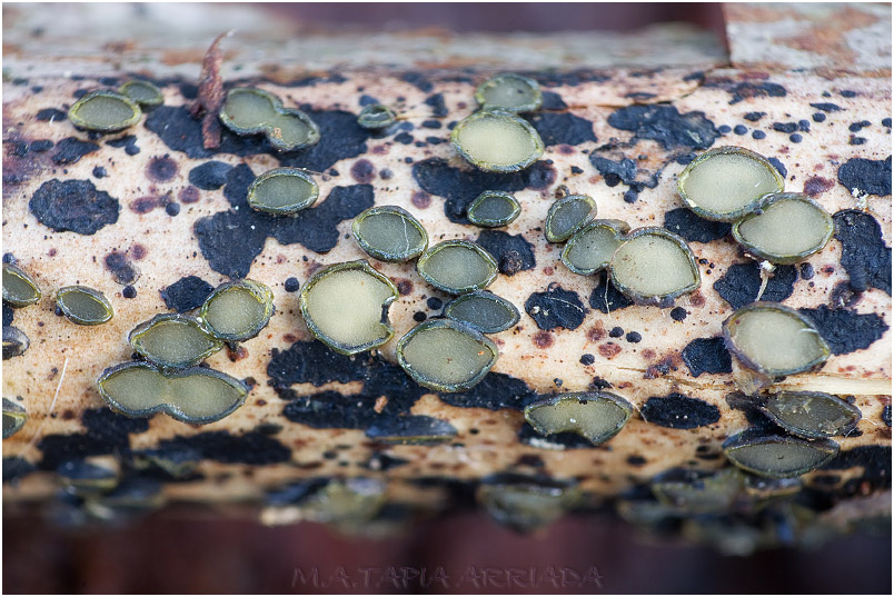 Hypoderma rubi photo 2