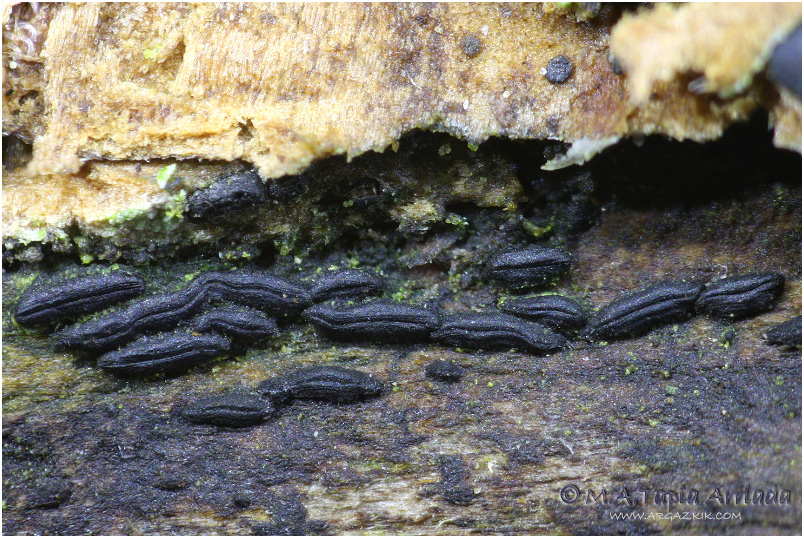 Hysterium angustatum photo 1