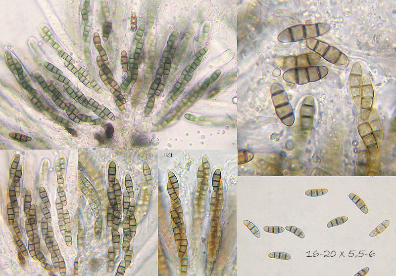 Hysterium angustatum photo 2