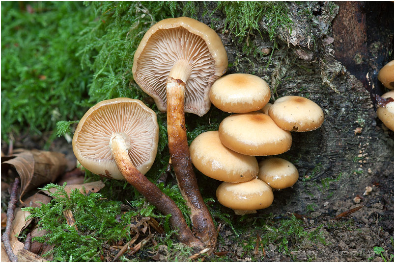 Kuehneromyces mutabilis photo 1