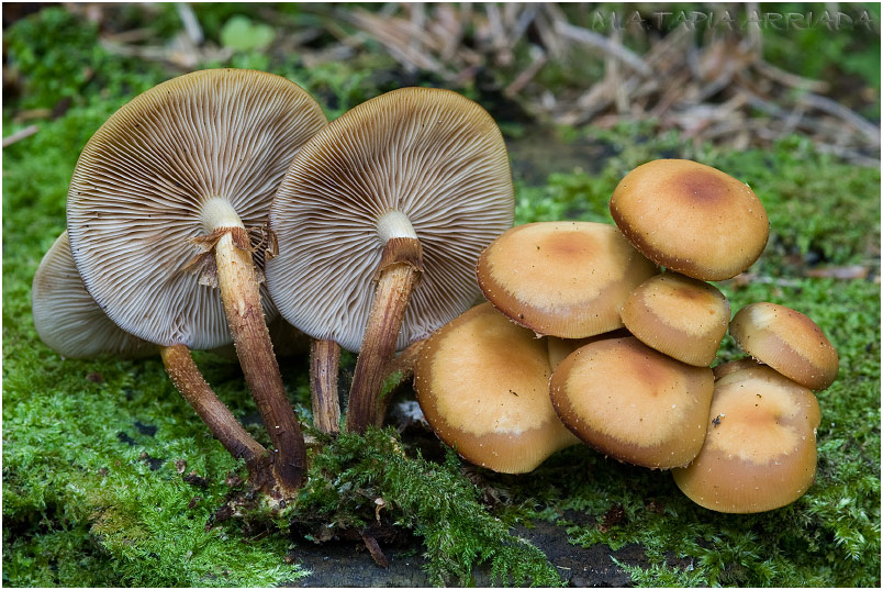 Kuehneromyces mutabilis photo 2