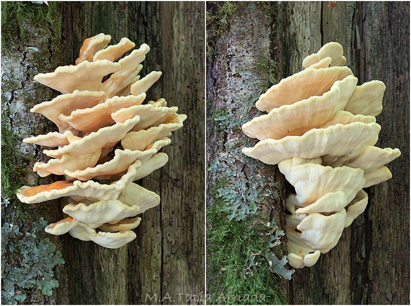 Laetiporus sulphureus photo 1