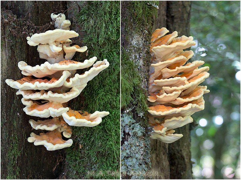 Laetiporus sulphureus photo 2