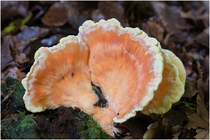 Laetiporus sulphureus photo 3