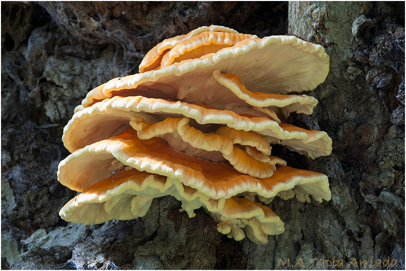 Laetiporus sulphureus photo 4