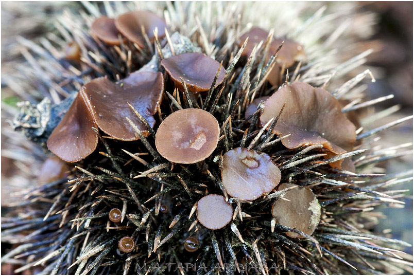 Rutstroemia echinophila 2 Rutstroemia echinophila photo 2
