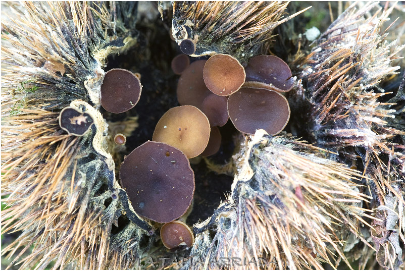 Rutstroemia echinophila 3 Rutstroemia echinophila photo 3