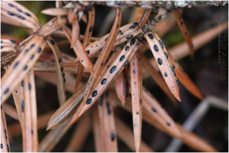 Lophodermium juniperinum photo 1