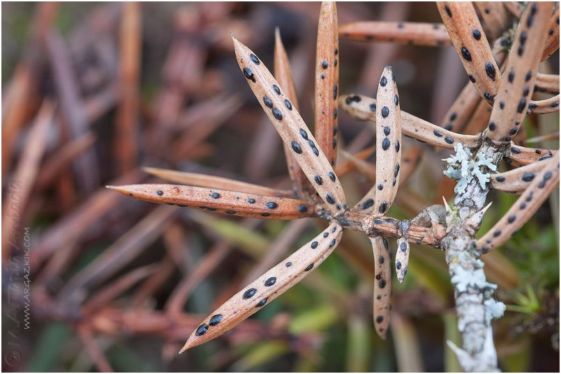 Lophodermium juniperinum photo 2