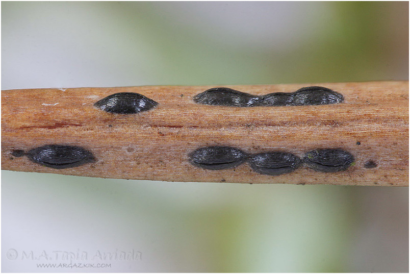 Lophodermium juniperinum photo 3