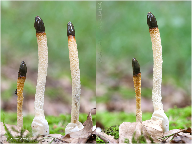 Mutinus caninus photo 1