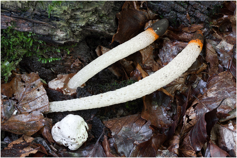 Mutinus caninus photo 3
