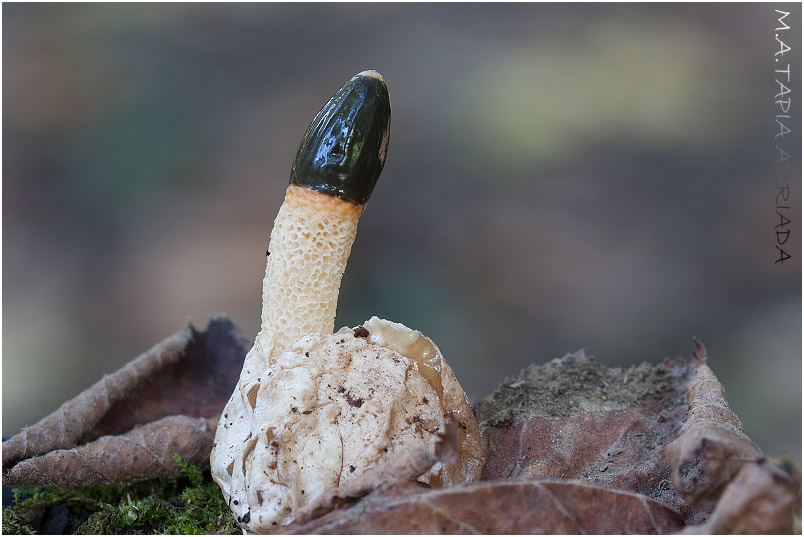 Mutinus caninus photo 4