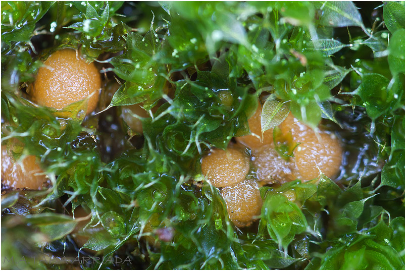 Octospora axillaris photo 3
