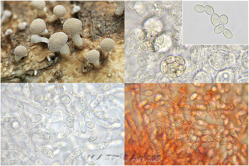 Onygena equina photo 4