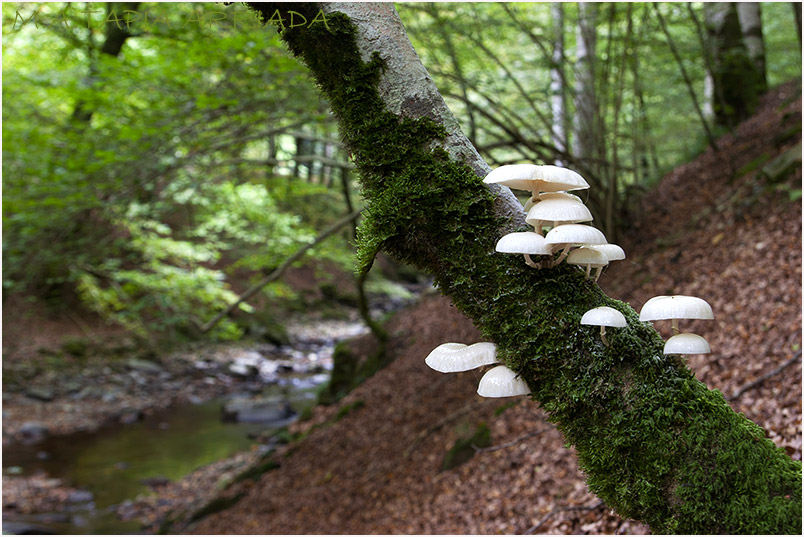 Oudemansiella mucida photo 1