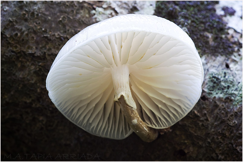Oudemansiella mucida photo 3