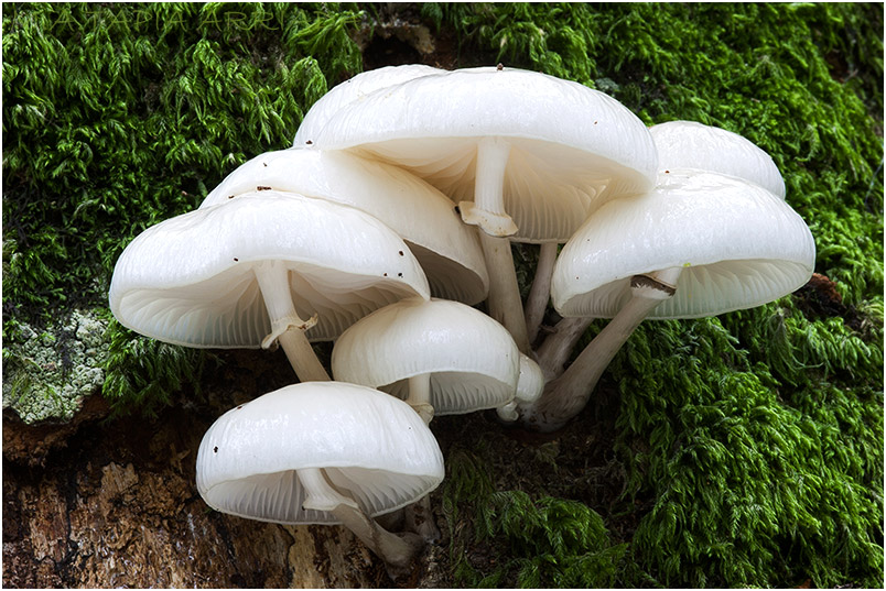 Oudemansiella mucida photo 4